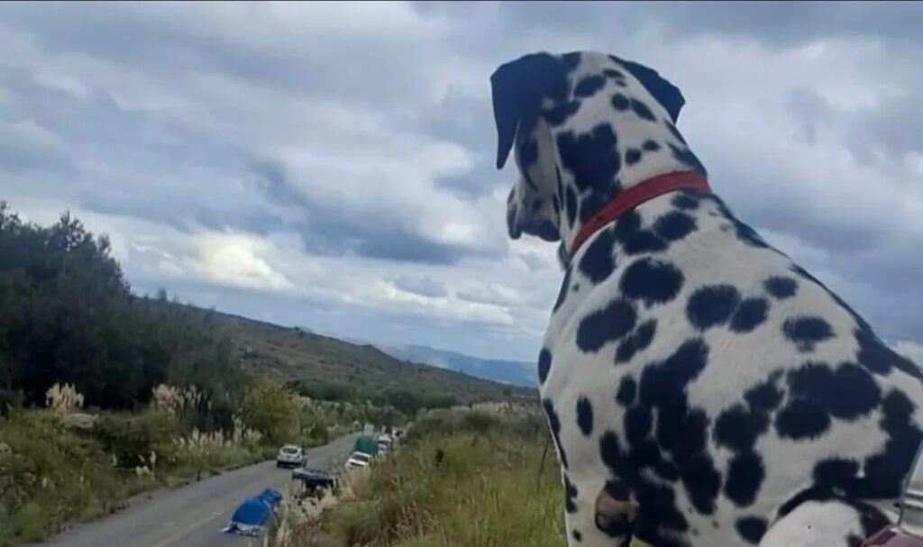 Falucho, el dálmata que se robó las miradas en el camino de la Brocheriana
