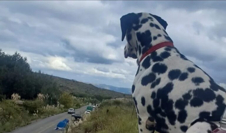 Falucho, el dálmata que se robó las miradas en el camino de la Brocheriana