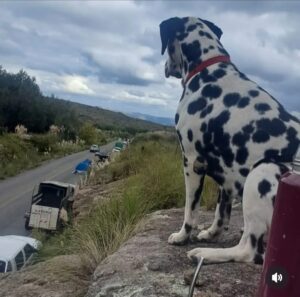 Falucho acompaña a su dueño en esta peregrinación de fe. Fiel, observador y protagonista de la 30° Cabalgata Brocheriana 💗💗💗