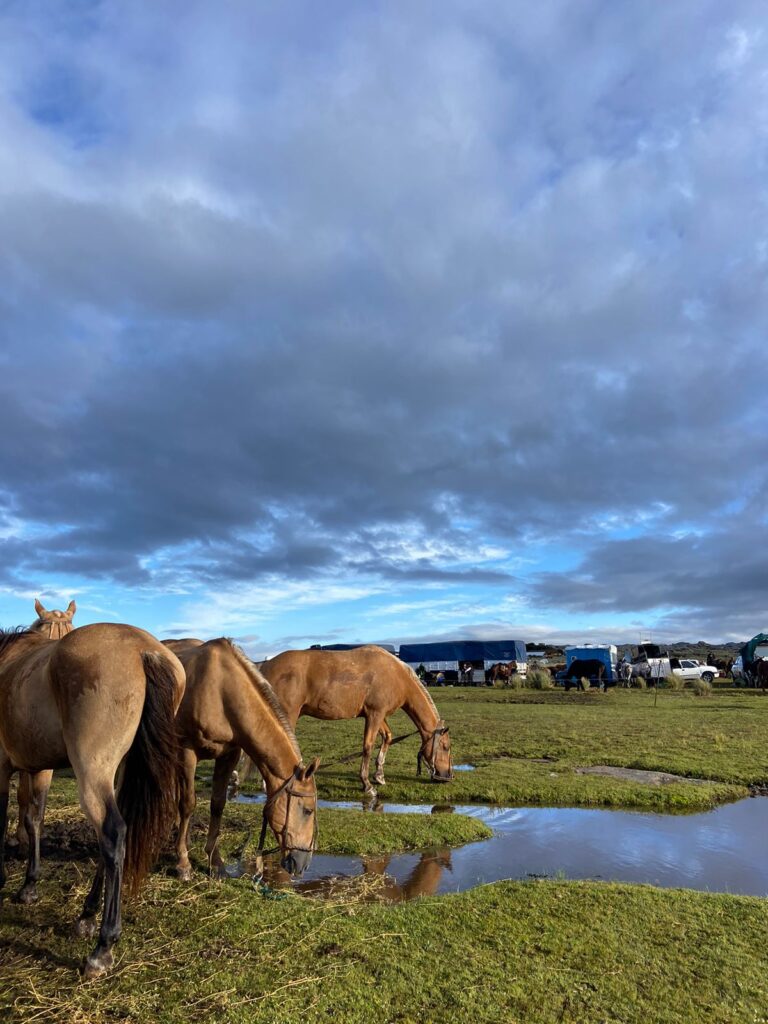 La Posta, los bayos verdeando